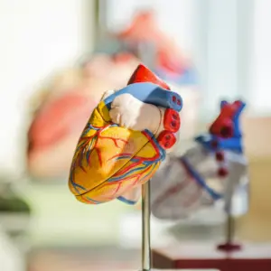 Hypertension and Cardiovascular Risk