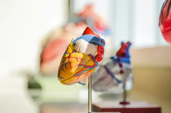 Hypertension and Cardiovascular Risk